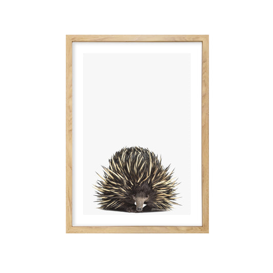 Australian Echidna Art Print