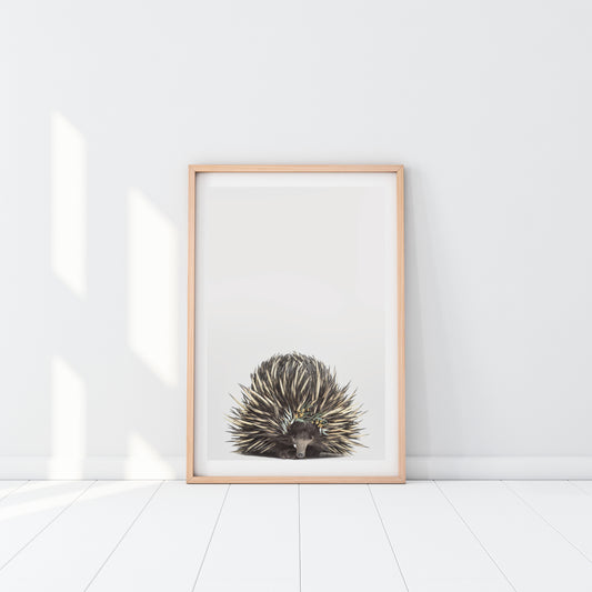 Australian Echidna Eucalyptus Crown Art Print