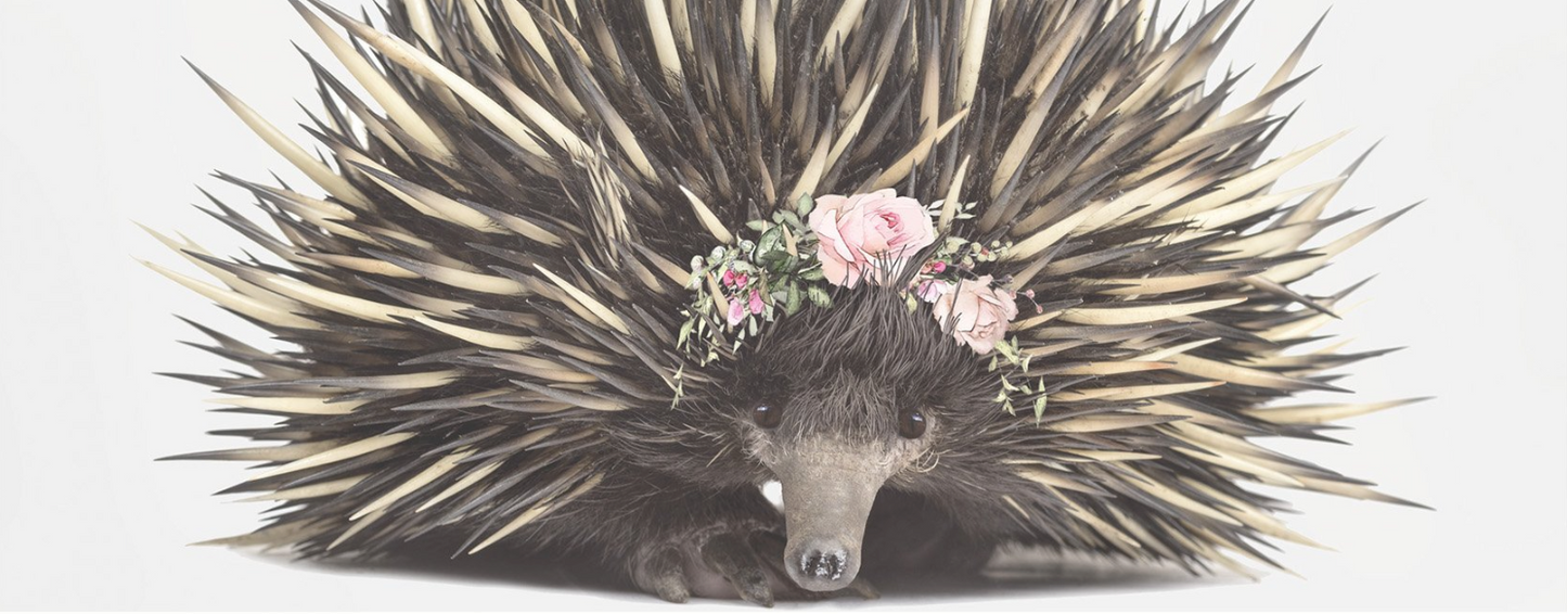 Baby Echidna Rose Crown A3 Print Only