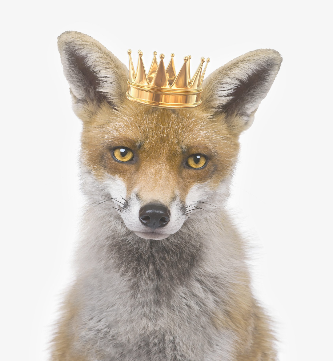 Fox King