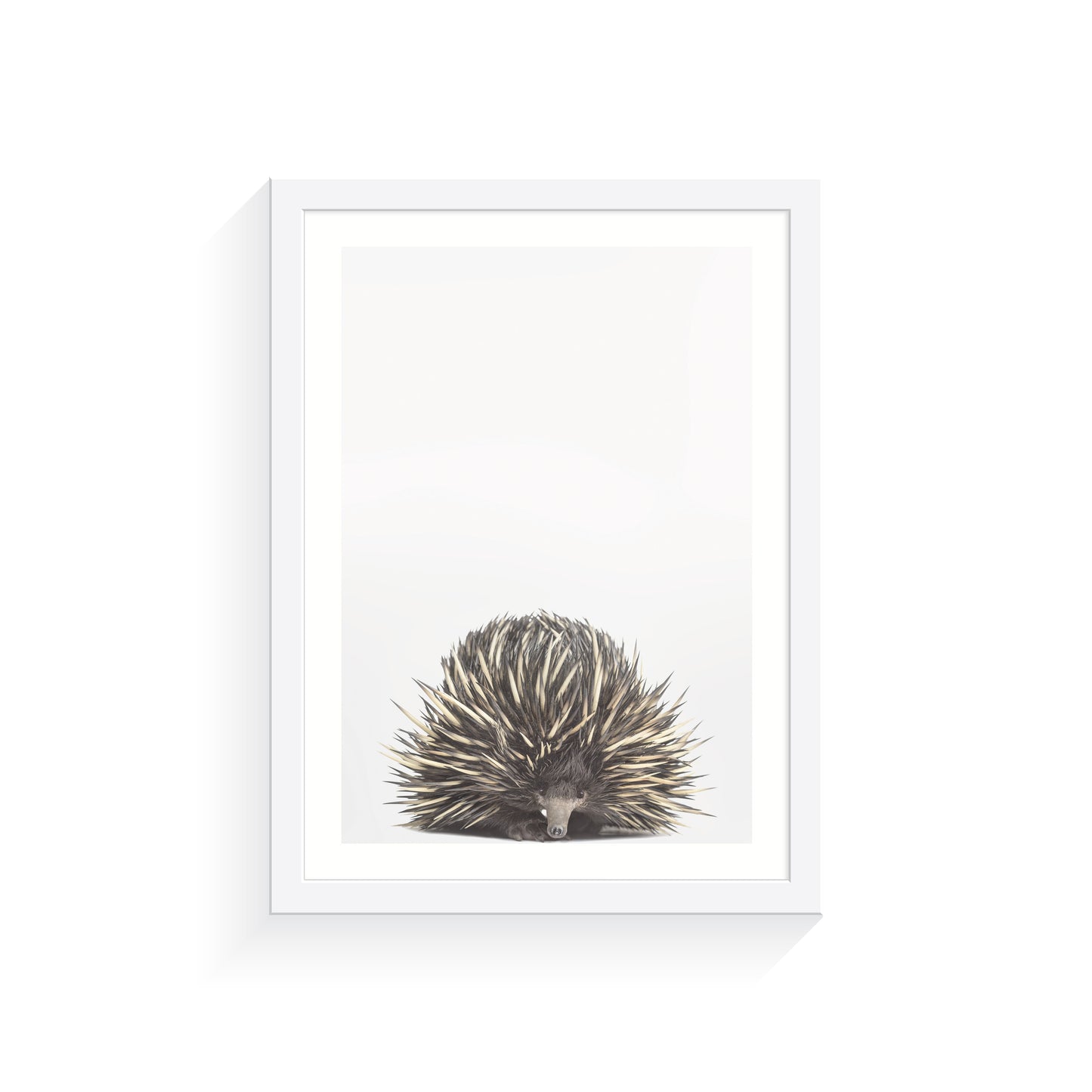 Baby Echidna A3 Print Only