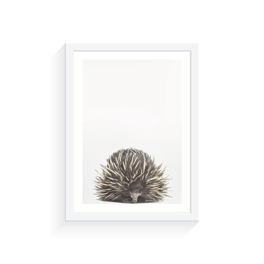 Baby Echidna A3 Print Only
