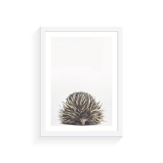 Baby Echidna A4 Print Only