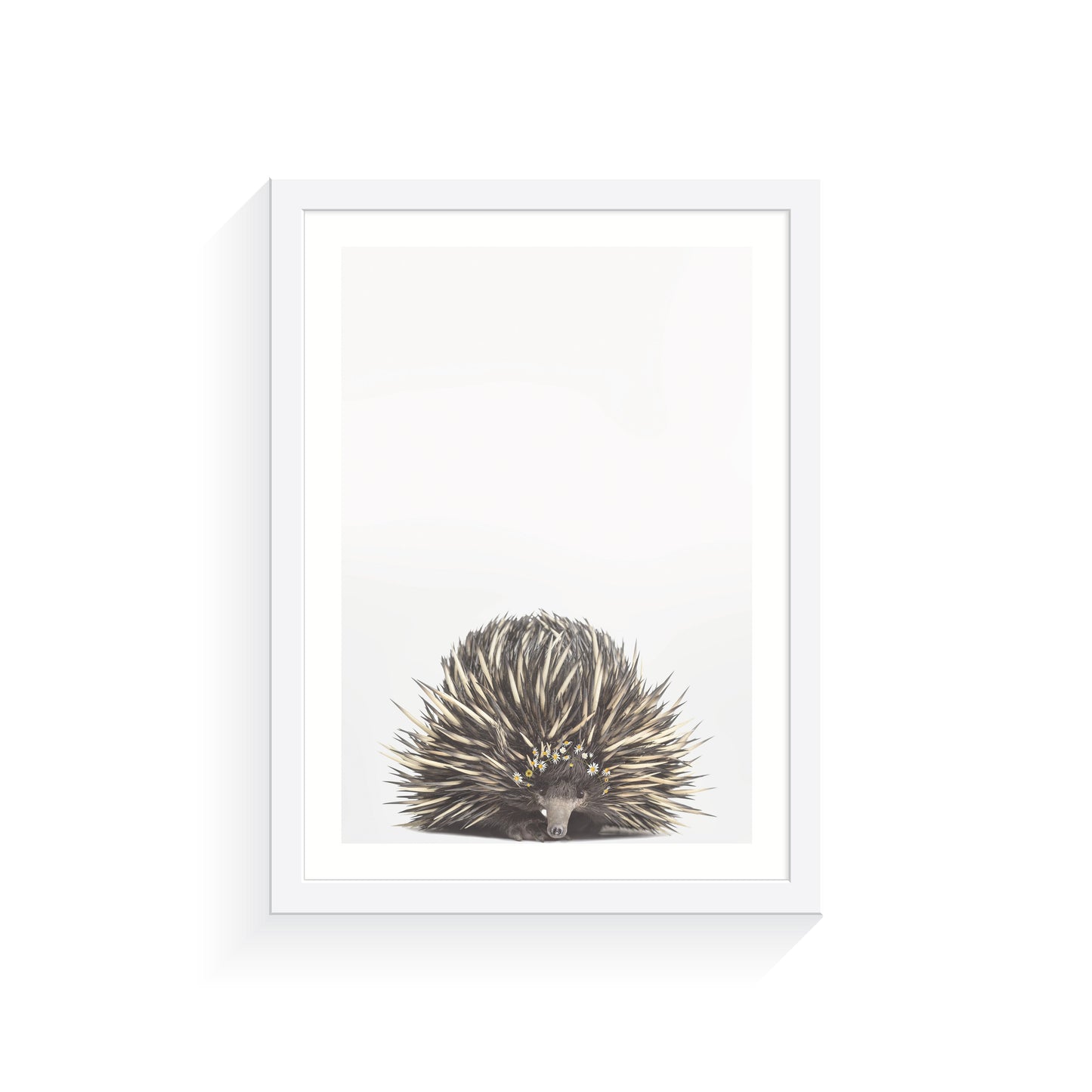 Baby Echidna Daisy Crown A3 Print Only